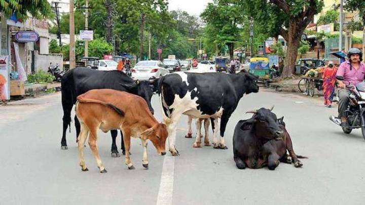 Despite cow cess, stray cattle chaos in Kapurthala; residents warn of protest