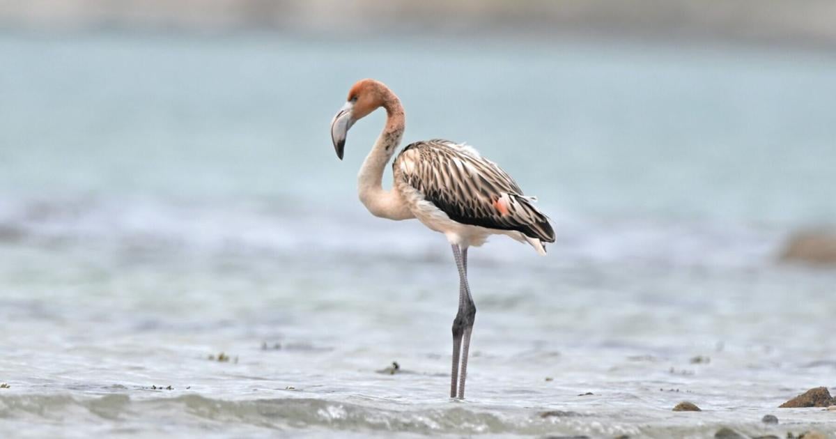 Frankie the Flamingo living new life in France after escaping