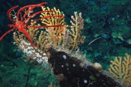 The deep sea and the Arctic must be included in efforts to tackle climate change