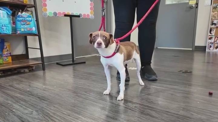 Dog found zipped in suitcase sparks Fayette County animal cruelty investigation