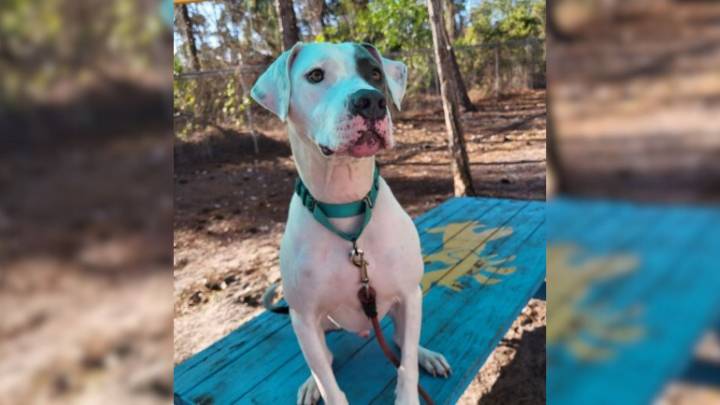 Florida Shelter Dog Waits 700 Days For A Family And The Reason Is Heartbreaking