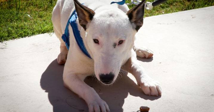 Tucson Subaru's Pet of the Week: Sun, the bright spirit pup