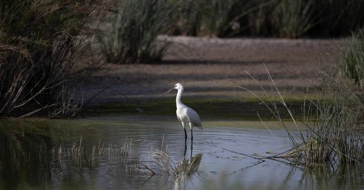 El acuífero de Doñana sigue mostrando una tendencia desfavorable pese a las lluvias