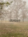 Loose cattle in Finley safely rounded up by Benton County deputies