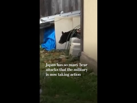 Japan has so many bear attacks that the military is now taking action