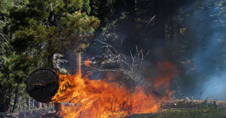 Forest Service completed prescribed burns on 127,000 acres during shutdown, despite reduced workforce