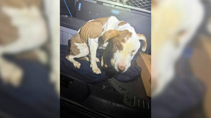 Pennsylvania Police Officer’s Routine Day Turns Into A Race To Save A Pup On The Brink Of Collapse
