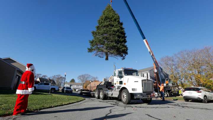 When do you put up your Christmas tree? Take our poll.