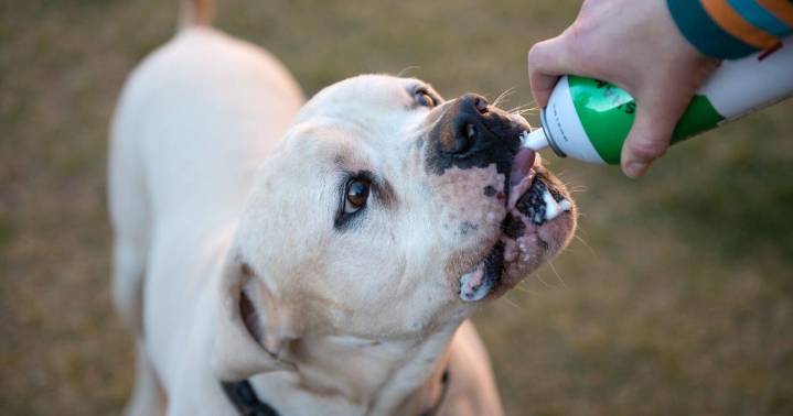 Best Friends hosts 'Dogsgiving' for adoptable dogs in Kanab