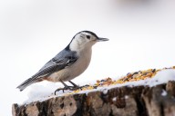 4 Winter Birds You Can Attract by Prepping Your Yard Now