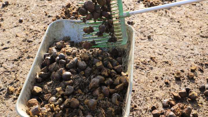 Why You Should Be Careful When Using Manure To Improve Your Soil