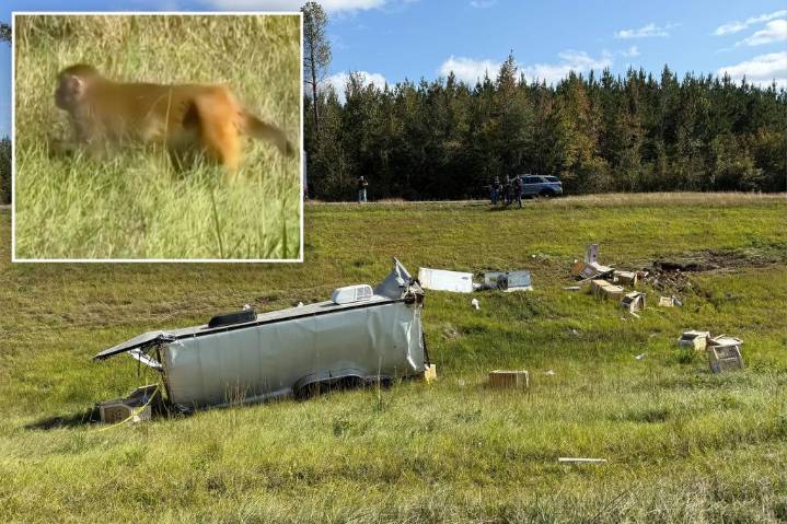 2nd monkey that escaped from overturned truck gunned down in Mississippi, 1 more still on the loose