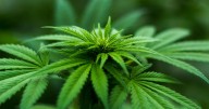 Cannabis research greenlit in Brazil