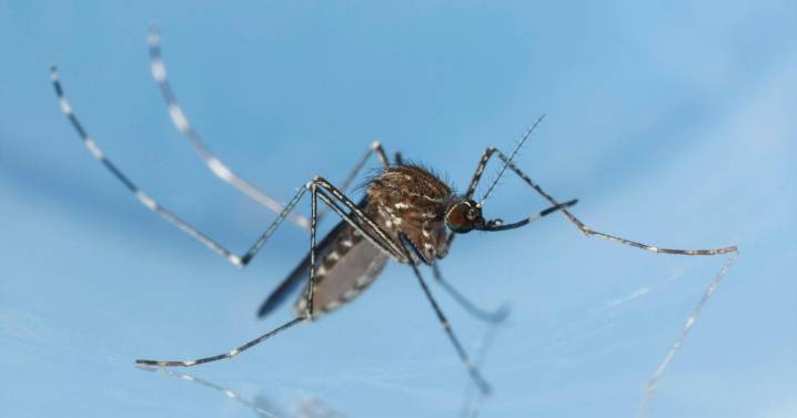 España confirma su primer caso autóctono de virus Usutu en un donante de sangre de Mallorca