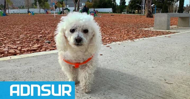 Rabia en Chubut: tras la detección de casos, aseguran que en Comodoro no se vacuna hace más de un mes