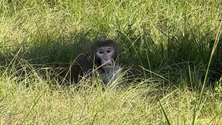 One of 3 escaped research monkeys found in Mississippi after truck crash