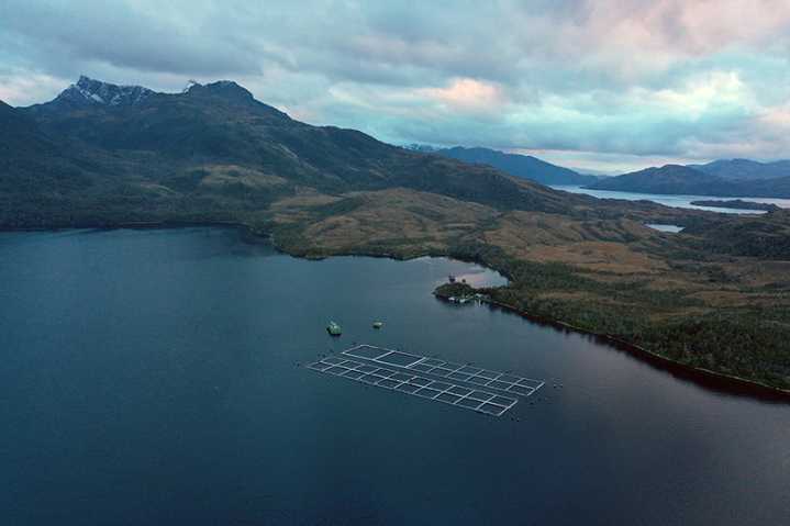 Estudio alerta: Producción salmonera crece 7 veces más rápido en áreas protegidas que en zonas sin protección