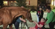 Retired racehorse delivers heartfelt birthday surprise to east Sacramento woman