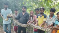 10-foot Indian rock python rescued from house in Palghar