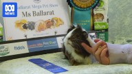 Guinea pig showing booms in regional Victoria as owners vie for competition wins
