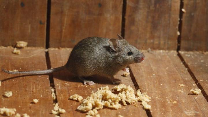 Confirmaron una muerte por hantavirus en Bariloche y activaron el protocolo sanitario