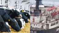 Insólito: 2.901 vacas uruguayas están varadas en un buque frente a Turquía sin poder desembarcar