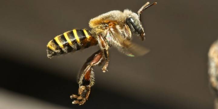 Polen del Delta: la oportunidad que estaba escondida en cada colmena