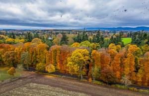 World’s tallest and longest hedge seen in autumnal colors