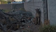 Un puma suelto en el norte de la Capital causó temor entre los vecinos