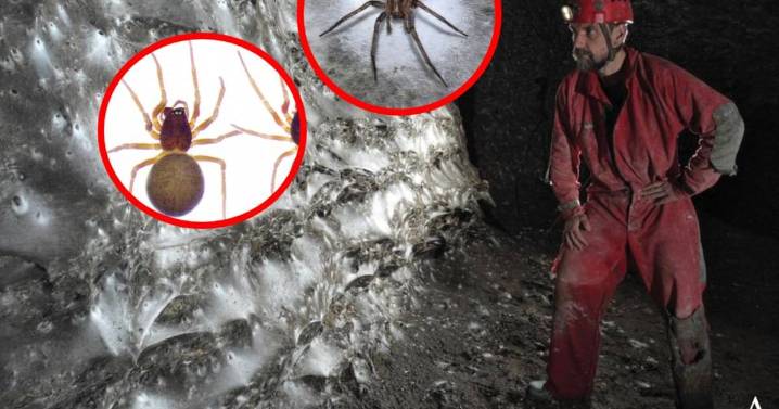 Encuentran  una telaraña gigante en Grecia  y Albania,  habitada  por más de 110.000 arañas