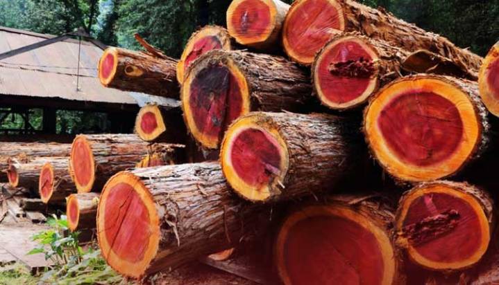 ABS Fund For Red Sanders