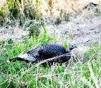 Native to Arizona, there’s more to turkeys than just Thanksgiving tables