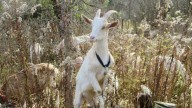 Goats 'delight' at Hamilton property as they destroy invasive buckthorn one bite at a time