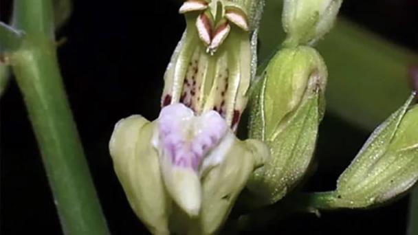 Perú descubre 21 nuevas especies de plantas dentro de áreas protegidas