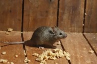 Confirmaron una muerte por hantavirus y activaron el protocolo sanitario