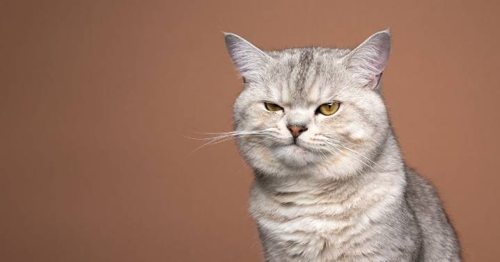 Vet issues warning of one thing pet owners should 'never' do to their cat