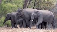 13 trains stopped to give way to a moving herd of elephants