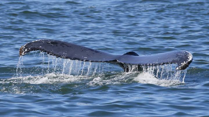 Stunned beachgoers watch as massive humpback whale stranded on Oregon coast