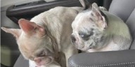 4 French bulldogs rescued after stolen in Caroline County armed robbery