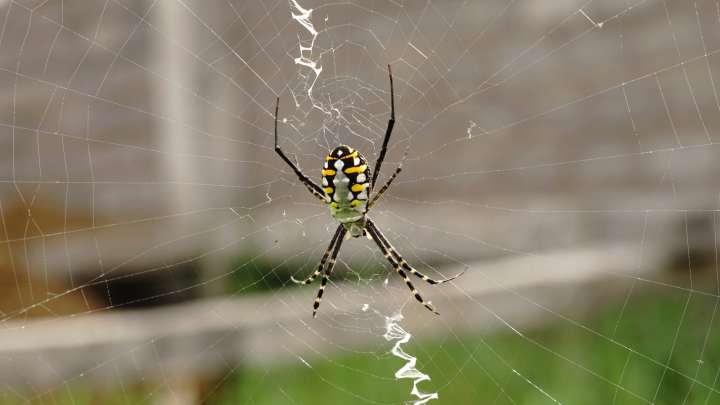 The Beneficial Garden Insect That's Often Confused With Joro Spiders