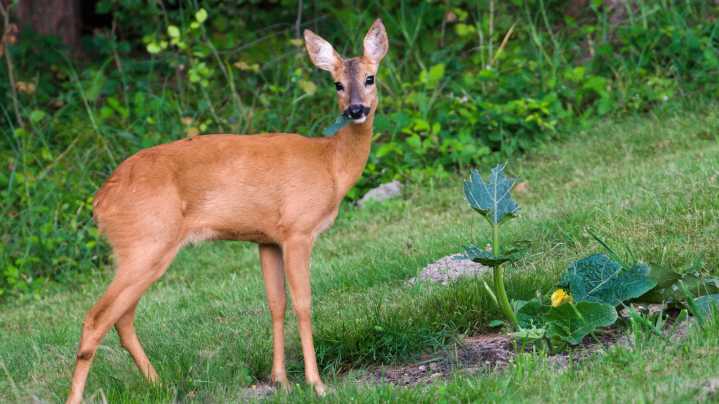 How Tall Does A Fence Need To Be To Keep Deer Out?