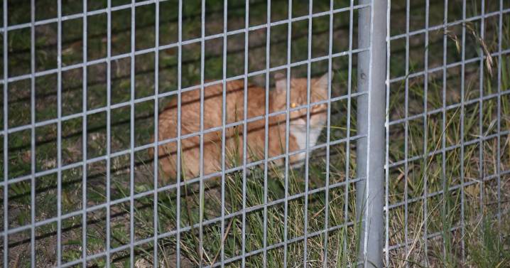 Cats running amok around town could soon cost owners hundreds of dollars in fines