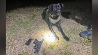 K-9 locates gun underneath shed that was used in Wauchula gas station shooting: FWC
