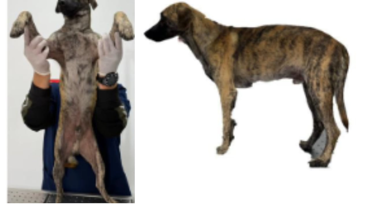 Revelan resultado de análisis forense en perro atacado salvajemente por un hombre: este es su estado de salud