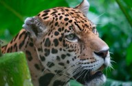 Día Mundial de la Conservación del Jaguar: proteger al gran felino de América
