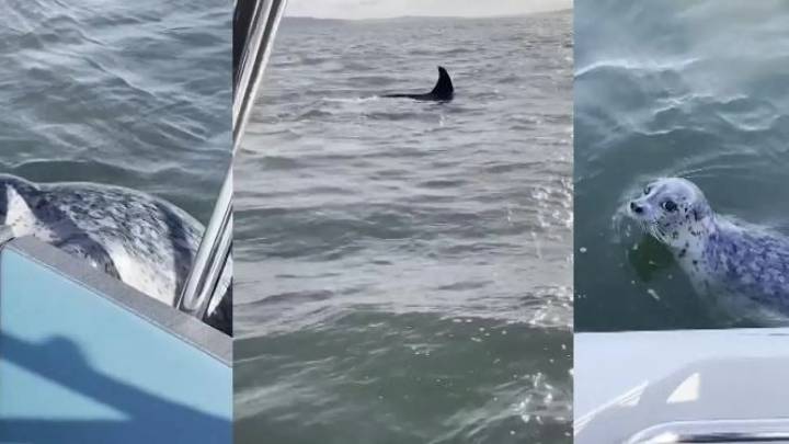 El momento en el que una foca se sube a un barco y logra escapar de ser devorada por una orca