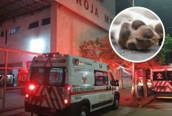 Perro ataca brutalmente adulta mayor y le amputa parcialmente el pie en Torreón, Coahuila