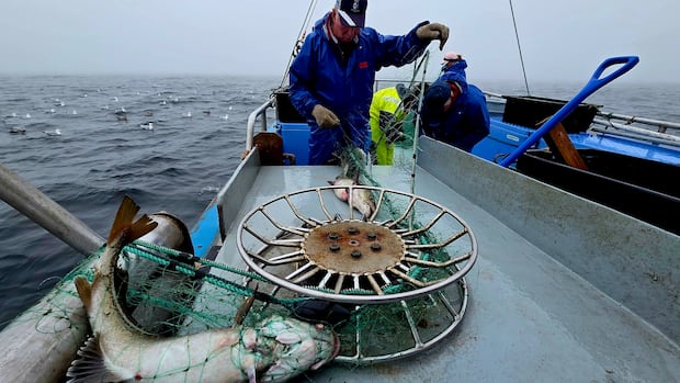 Land & Sea: Fishing cod in southern Labrador