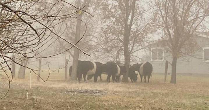 Loose cattle in Finley safely rounded up by Benton County deputies