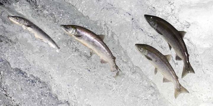 The poisoned stream of culture is flowing through our churches